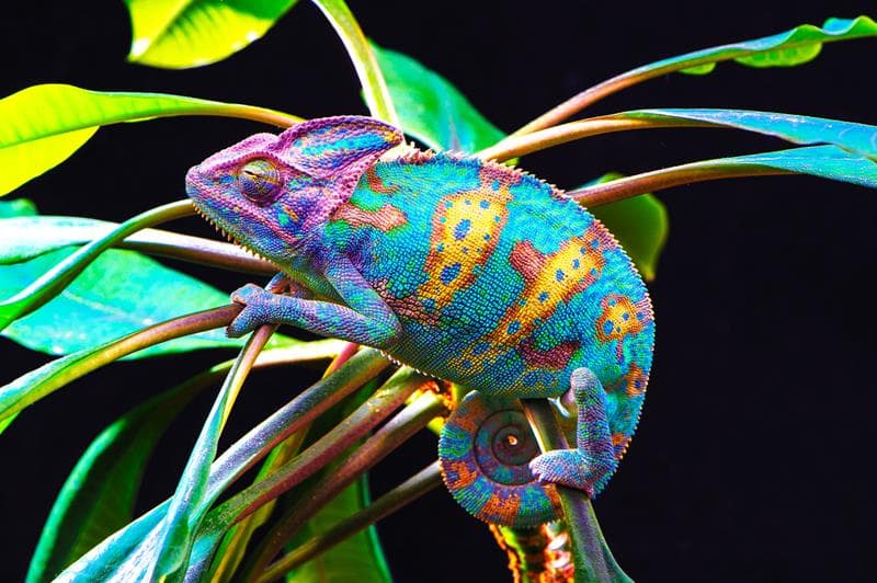How to Parent a Chameleon Providence Montessori
